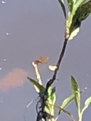 Perithemis tenera