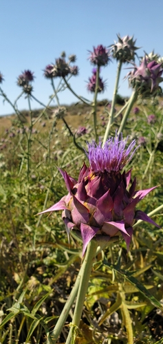 Cynara syriaca, photograph 6