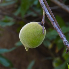 Prunus persica