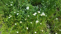 Plagiobothrys tenellus