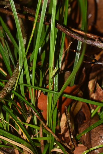 Carex rhynchachaenium iNat (2)