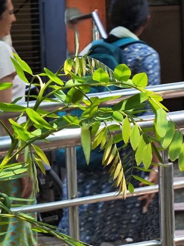 Lemon Migrant, X6QP+3C4, Indian Institute Of Technology, Chennai, Tamil Nadu 600036, India , photo 9 of 10