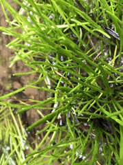 Lilaeopsis occidentalis