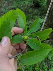 Dryocosmus kuriphilus