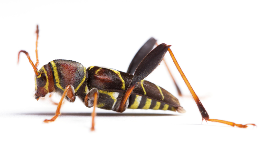 Neoclytus mucronatus vogti