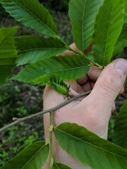 Dryocosmus kuriphilus