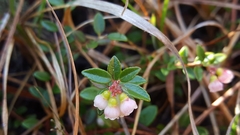 Vaccinium crassifolium