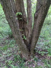 Dryocosmus kuriphilus