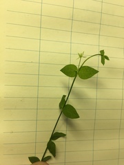 Stellaria crispa