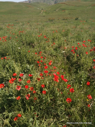 Image of Asian Corn Poppy (Roemeria refracta) by (c) swmplf, some rights reserved (CC BY-SA)