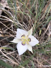 Calochortus lyallii