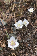 Calochortus lyallii