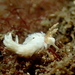 Bulbaeolidia alba - Photo (c) kim dinh,  זכויות יוצרים חלקיות (CC BY-NC)