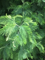 Vachellia pennatula