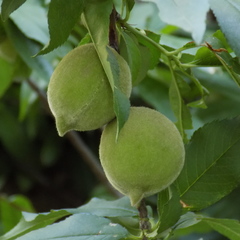 Prunus persica