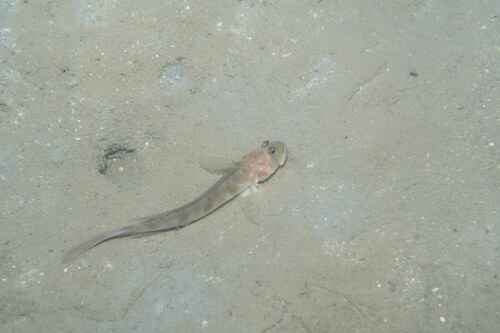 Scalynape goby (Oxyurichthys auchenolepis) — Gobiidae — 3