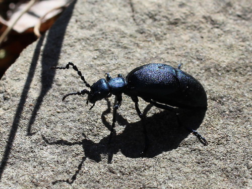 Short-winged Blister Beetle photo 2