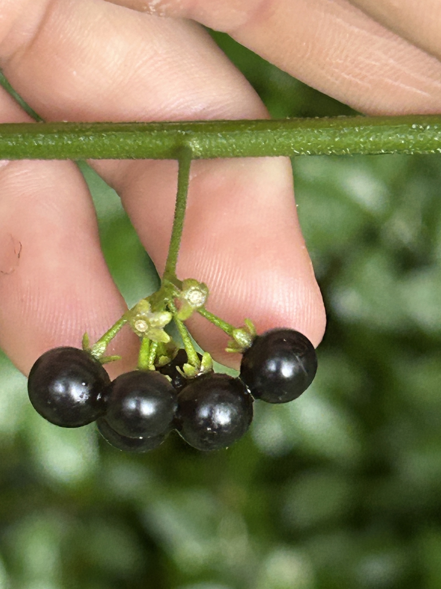 Solanum americanum — photo 2