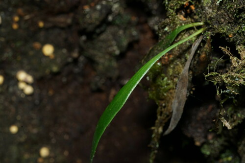 Antrophyum reticulatum observed 2024-05-31