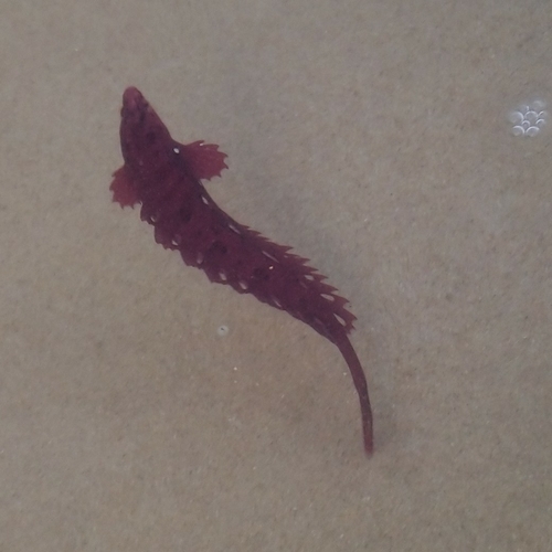Mouse klipfish (Fucomimus mus) — Clinidae — 4