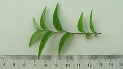 Evolvulus latifolius