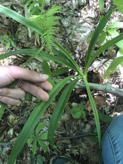 Stenanthium gramineum