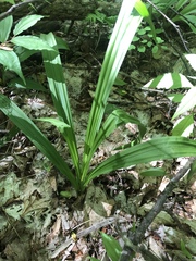 Stenanthium gramineum