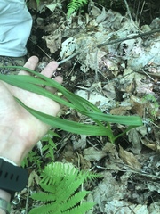 Stenanthium gramineum