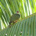 Henderson Fruit Dove - Photo (c) kerry_young, some rights reserved (CC BY-NC)