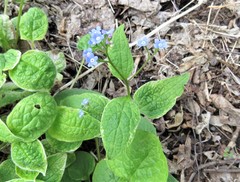 Brunnera macrophylla