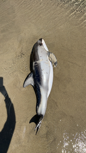 Pacific White-sided Dolphin photographed in Oregon