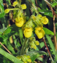 Calceolaria crenata