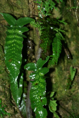 Deparia formosana iNat (3)