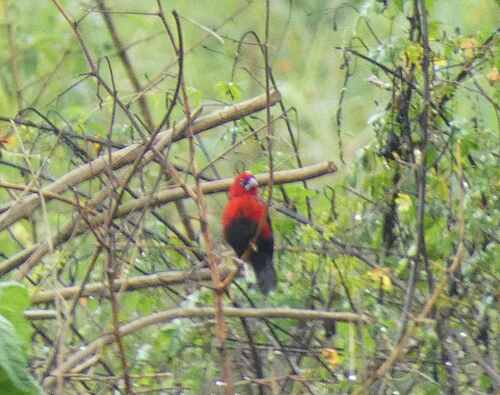iNaturalist image