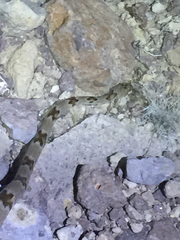 Trimorphodon vilkinsonii