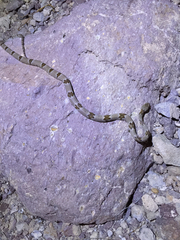 Trimorphodon vilkinsonii