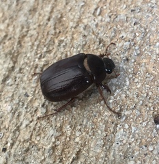 Osmoderma eremicola