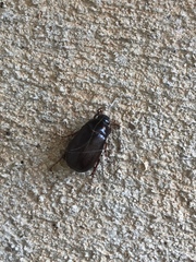 Osmoderma eremicola