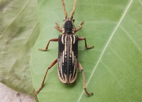 Xoanodera striata, 2024-06-05