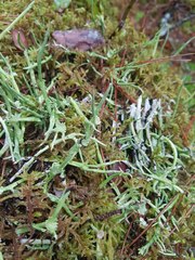 Cladonia maxima