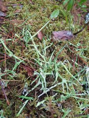 Cladonia maxima