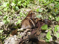 Opsiphanes bogotanus