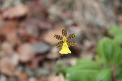 Oncidium graminifolium