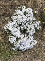 Phlox missoulensis