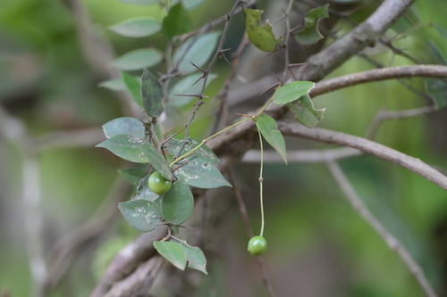 Round Leaf Caper (Capparis rotundifolia)