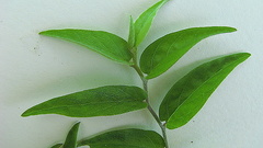 Evolvulus latifolius