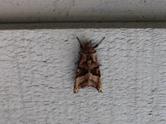 Phlogophora periculosa