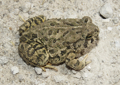 Anaxyrus fowleri