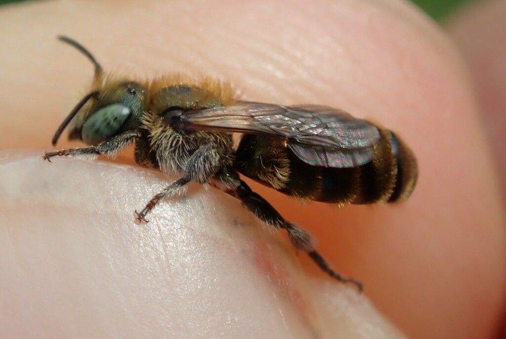 Osmia viridana