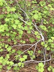Ribes nevadense